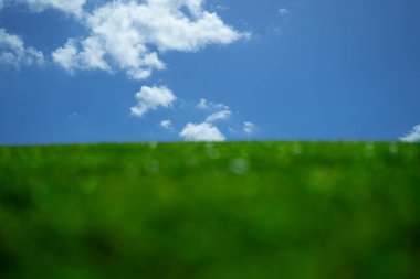 Çimen arka planı. Yeşil çayır. Yazın çimenli kırsal alanda. Huzurlu çim tepesi. Çimen deseni. Bahar çayırı. Güneşli bir arazi. Idyllic otlağı. Yeşil alan dokusu. Gökyüzünün altındaki çayır. Çimen duvar kağıdı