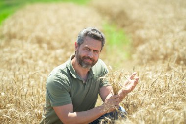 Buğday tarlasında çiftçinin portresi. Çiftçi çiftlikteki buğday hasadını inceliyor. Altın buğday çiftçiliğe hazır. Çiftçilerin ektiği topraklar. Çiftçi buğday büyümesini inceliyor. Çiftlik işçisi tarlada çalışıyor