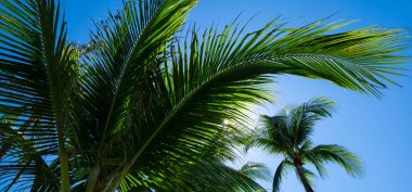 Tropikal arka plan. Yeşil tropikal palmiye dokusu. Avuç içi yaprağı deseni. Doğa tropikal arka plan. Yaz dönemi. Mavi gökyüzünde palmiye ağacı. Tropik cennet. Avuç içi egzotik