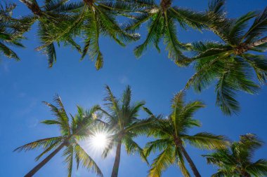 Tropikal arka plan. Yeşil tropikal palmiye dokusu. Avuç içi yaprağı deseni. Doğa tropikal arka plan. Yaz dönemi. Mavi gökyüzünde palmiye ağacı. Tropik cennet. Avuç içi egzotik. Orman adası