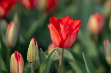 Kırmızı laleler. Güneşli bahar gününde bahçede açan kıpkırmızı lale çiçekleri. Kırmızı kestane rengi, parktaki yakut laleler. Bahar manzarası. Lale tarlası. Bahar çiçekleri