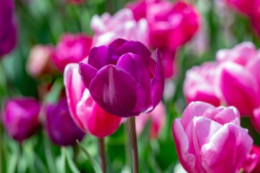 İlkbahar günü lale tarlasında lale çiçeği. Parkta canlı laleler. Bahar manzarası. Baharda renkli lale bahçesi. Lale. Güzel bir buket lale. Bahar doğası