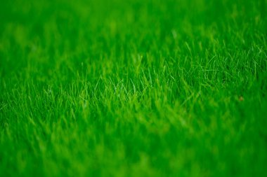 Çimen arka planı. Çimen tarlası. Yaz otlağı. Spring hill. Çimenlik. Çimen dokusu. Doğal yeşil doku. Güneşli çimenler. Yeşillik. Çimenlik deseni. Çayır görünümü