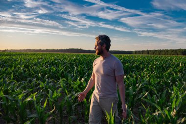 Mısır tarlasında duran bir çiftçi. Çiftlikte mısır toplayan bir adam. Hasat zamanında tarlada çalışan bir çiftçi. Kırsal kesimde mısır hasadı. Çiftlikteki mısır tarlasında bir adam