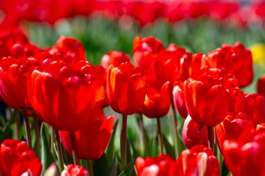 Bahar günü lale tarlasında kırmızı lale çiçeği. Parktaki renkli pembe laleler. Bahar manzarası. Baharda kırmızı lale bahçesi. Lale. Bahar doğasında bir buket güzel lale. Kapat.