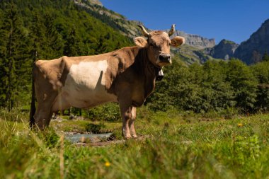 Çayırdaki inekler. Holstein ineği. Eko inek çiftliği. Dağ tarlasında inekler. Yaz otlağında inekler. Tarlada taze otla otlayan inek sürüsü manzarası