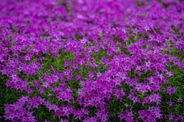 Çiçek açan pembe ve menekşe çiçekli arka plan. Çiçek arkaplanı. Çiçek açan doğal bir geçmişi var. Bahar çiçekleri afişi. Bahar çiçeği şablonu. Bahar tasarımı için çiçek dokusu