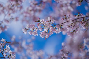 Bahar çiçeği arka planı. Beyaz çiçeklerle çiçek açan ağaç dalı