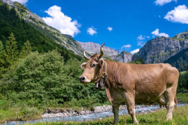 Boynuzlu inek. Otlaktaki inekler. Çiftlik arazisinde otlayan sığır ineği. Çimenli bir çayırda otlayan inekler. Ot Tarlasında İnekler Sürüsü. Yeşil Tarlada Olgun İnek. Doğal Çayırda Otlayan İnekler