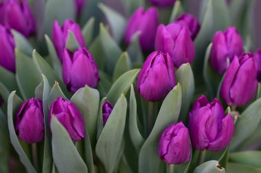 Hollanda 'da canlı bir bahar tarlasında laleler. Çiçek açan bahar çiçekleri. Bahçedeki laleler çiçek açar. Bahçede açan bahar çiçekleri. Lale tarlası. Bahar çiçekleri