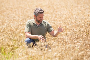 Buğday hasadı. Tarlada çalışan bir adam. Kırsal kesimde geleneksel tarım. Hasat tarlaları olan bir çiftlik. Olgun arpa toplayan çiftçi. Çiftçi hasatı kontrol ediyor. Denetleyen adam