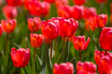 Bir sürü kırmızı lale. Bahar çiçeklerini kapat. Bahçede açan inanılmaz kırmızı pembe laleler. Lale çiçeği bitkileri. Bahar çiçeği arka planı. Bahar çiçekleri kırmızı ve yeşil arkaplan