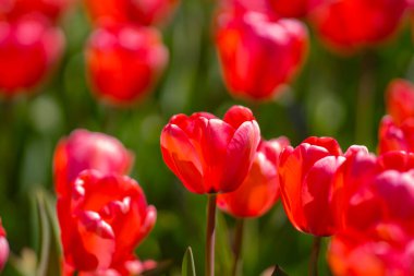 Bahar günü lale tarlasında kırmızı lale çiçeği. Parktaki renkli pembe laleler. Bahar manzarası. Baharda kırmızı lale bahçesi. Lale. Bahar doğasında bir buket güzel lale. Kapat.