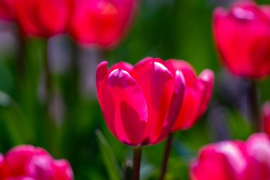 Bahar çiçekleri. Bahar zamanı lale tarlası. Lale çiçeği arkaplanını kapat. Renkli laleler güneşli yaz ve bahar günlerinde bahçede çiçek açıyor. Seçici yumuşak odak