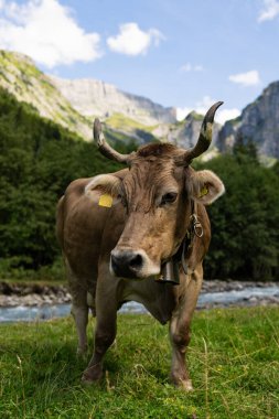 Otlakta boynuzları olan inek. Meadow 'da inek. Yeşil tarlada sığır eti. Çimenli otlaktaki inek. Kırsalda bir inek. İnekler yaz otlaklarında otlar. İneklerle dolu kırsal araziler. Otlaktaki inekler