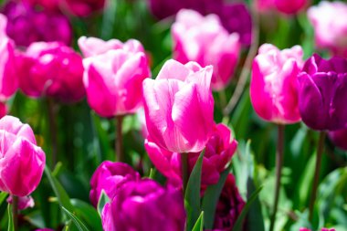 Bahar bahçesi. Bahar doğasında güzel lale çiçekleri. Yakından sarmalanmış pembe lalelerin yakın çekimi. Lale tarlası. Bahar lalesi. Bahar bahçesinde kırmızı lale çiçekleri