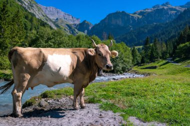 İnek otlatıyor. Çimenlikteki sığırlar