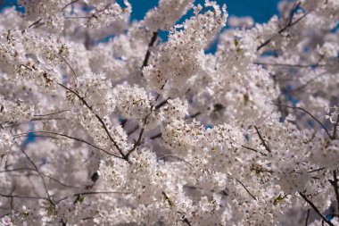 Mavi arka planda çiçek açan kiraz dalları. Bahar çiçeğinin bahar fotoğrafı. Beyaz çiçekler meyve ağacı. Mavi gökyüzüne karşı kiraz çiçekleri açar.