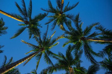 Tropikal arka plan. Yeşil tropikal palmiye dokusu. Avuç içi yaprağı deseni. Doğa tropikal arka plan. Yaz dönemi. Mavi gökyüzünde palmiye ağacı. Tropik cennet. Avuç içi egzotik. Orman adası
