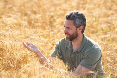 Buğday tarlasında çiftçinin portresi. Çiftçi çiftlikteki buğday hasadını inceliyor. Altın buğday çiftçiliğe hazır. Çiftçilerin ektiği topraklar. Çiftçi buğday büyümesini inceliyor. Çiftlik işçisi tarlada çalışıyor