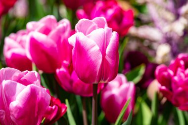 Bahar tarlasında laleler çiçek açar. Kırmızı laleler ve güzel çiçek arkaplanı. Lale çiçeği. Baharda lale tarlası. Bahçede bahar çiçekleri