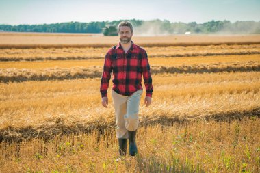 Çiftlik. Tarlada çalışan bir adam. Kırsalda çiftçilik. Tarlada çiftçilerle birlikte çiftlik arazisi. Çiftçi adam olgun arpa topluyor. Adam hasadı kontrol ediyor. Çiftçi hasatı inceliyor.