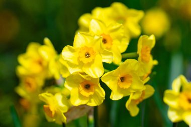 Baharda Narcissus çiçeği. Bahar narsisleri çiçek açar. Bahçedeki Narcissus çiçekleri. Çiçek açan bir narsistin yakın çekimi. Çiçeklerin bahar arkaplanı. Sarı doğa arkaplanı
