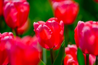 Bahar zamanı kırmızı güzel lale tarlası. Lale çiçeği arkaplanını kapat. Renkli laleler güneşli yaz ve bahar günlerinde bahçede çiçek açıyor. Seçici yumuşak odak