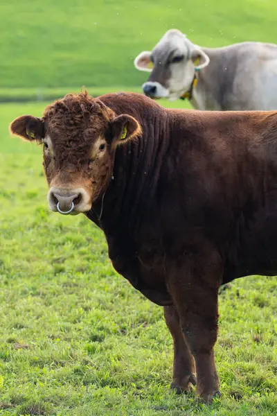 Boğa yeşil bir çayırda otluyor. Kırsal kesimde sığırlar. Tarladaki inek boğası. Buzağı çimlerin üzerinde. Kırsal alanda boğa. Sığır çiftliği. Çayırda otlayan çiftlik hayvanı boğası. Angus boğaları. Sığır eti.