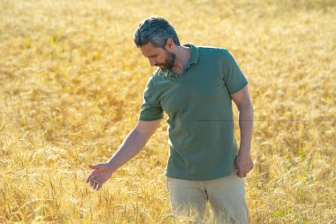 Buğday hasadı. Tarlada çalışan bir adam. Kırsal kesimde geleneksel tarım. Hasat tarlaları olan bir çiftlik. Olgun arpa toplayan çiftçi. Çiftçi hasatı kontrol ediyor. Denetleyen adam