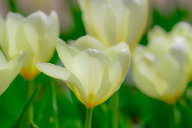 İlkbahar günü lale tarlasında lale çiçeği. Parkta canlı laleler. Bahar manzarası. Baharda renkli lale bahçesi. Lale. Güzel bir buket lale. Bahar doğası