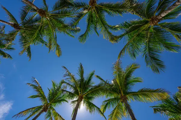 Tropikal arka plan. Yeşil tropikal palmiye dokusu. Avuç içi yaprağı deseni. Doğa tropikal arka plan. Yaz dönemi. Mavi gökyüzünde palmiye ağacı. Tropik cennet. Avuç içi egzotik