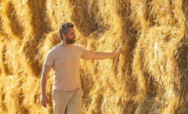 Hasattan sonra buğday tarlası. Saman topluyorum. Buğday tarlasında çiftçi Hasat Saman 'dan sonra. Hasattan sonra ekinler. Çiftlik yaşam tarzı. Ahır, Hay Rolled Bales. Çiftlikte Saman. Çiftlik hayvanları çiftliği