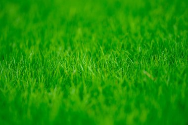 Boş çim tarlası. Çimen çayırı. Çimen arka planı. Bahar yeşili çevre. Yeşil çimenli arazi. Bahar kırsalında. Yeşil zemin. Çimen deseni. Bahar çayırı