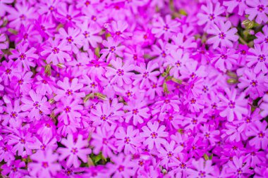 Bahçe çiçekleri arka planda. Phlox subulata. Çiçek arkaplanı. Çiçek açan doğal bir geçmişi var. Bahar çiçekleri afişi. Bahar çiçeği şablonu. Bahar tasarımı için çiçek dokusu