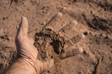 Toprak çiftçilerin elinde. Toprak ekime hazır. Çiftçi toprak topluyor. Agronomist çiftlikte toprağı kontrol ediyor. Ekim mevsimi. Humus verimli toprak ekime hazır. Kirli iş