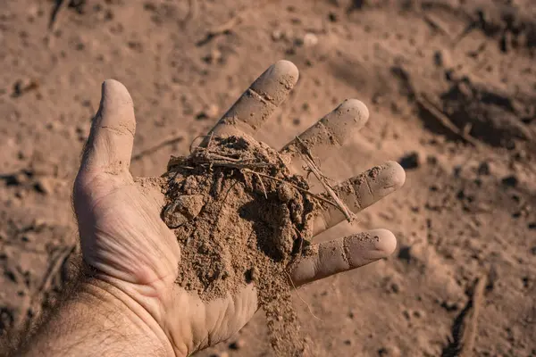 Toprak çiftçilerin elinde. Toprak ekime hazır. Çiftçi toprak topluyor. Agronomist çiftlikte toprağı kontrol ediyor. Ekim mevsimi. Humus verimli toprak ekime hazır. Kirli iş
