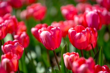 Bahar günü lale tarlasında kırmızı lale çiçeği. Parktaki renkli pembe laleler. Bahar manzarası. Baharda kırmızı lale bahçesi. Lale. Bahar doğasında bir buket güzel lale. Kapat.