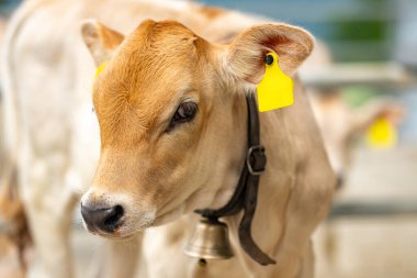 Süt yetiştiriciliği. Çiftlikteki şirin buzağı. Kırsal kesimde buzağı. Sığır ve buzağılarla tarım hayatı. Kırsal kesimde küçük bir buzağı. Sığır hayvanları. Sığırlarla çiftçilik. Dana eti.