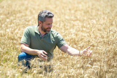 Buğday hasadı. Tarlada çalışan bir adam. Kırsal kesimde geleneksel tarım. Hasat tarlaları olan bir çiftlik. Olgun arpa toplayan çiftçi. Çiftçi hasatı kontrol ediyor. Denetleyen adam