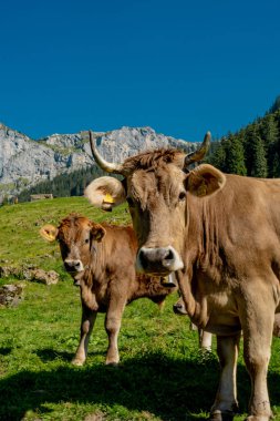 Yeşil bir çayırda otlayan inek. Çayırda inek var. Yeşil alanda otlayan çiftlik hayvanları. Sığır ve buzağılarla tarım hayatı. Kırsal alanda bir inek. Otlaklı sığır çiftliği. Süt ineği