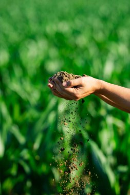 Toprak çiftçilerin elinde. Toprak ekime hazır. Çiftçi toprağı tutar. Çiftçi çiftlikte toprağı kontrol ediyor. Ekim mevsimi. Humus verimli toprak ekime hazır. Kirli iş
