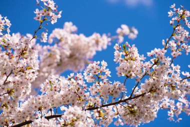 Bahar çiçeği arka planı. Beyaz çiçeklerle çiçek açan ağaç dalı