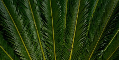 Palmiye yaprakları deseni. Avuç içi. Yeşil yapraklı duvar kağıdı. Egzotik orman yaprakları. Yeşil yapraklar tropik yeşillik. Yeşil desen. Avuç içi yaprakları. Yeşil avuç arkaplanı