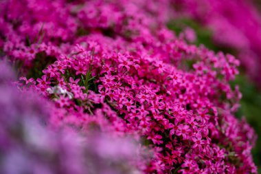 Çiçeklerin duvar kağıdı arka planı. Bahar arkaplanı. Çiçek açan doğal bir geçmişi var. Moss Plox. Güzel bahar çiçekleri afişi. Bahar çiçeği şablonu. Bahar için çiçek dokusu. Gelişmiş arkaplan