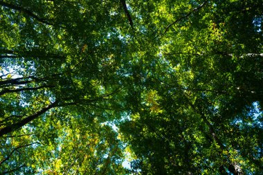 Yeşil yaprak arka planı bulanıklaştırdı. Bokeh doğa geçmişi. Ormanda yeşil yaprak. Arkaplanı bulanık bırakır. Bokeh yeşili arka plan. Bitkiler bulanık arkaplan bırakır