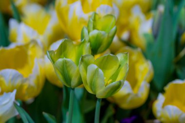 Bahar bahçesi. Bahar doğasında güzel sarı lale çiçekleri. Yakından sarmalanmış lalelerin yakın çekimi. Lale tarlası. Bahar lalesi. Bahar bahçesinde sarı lale çiçekleri. Sarı çiçek.