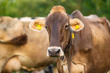 Çiftlikteki inekler. Tarlalarda inek. Sığır çiftliği. Otlayan inekle güneşli çayır. Çimenli bir çayırda inek sürüsü. Doğadaki sığırlar. İnek otlağı. Kırsal çiftlik hayvanları. Otlayan inek.