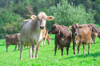 Yeşil bir çayırda otlayan inek. Yaz tarlasında sığır sürüsü. Otlayan inekli dağlık çayırlar. İnek çiftliği olan tarım arazisi. İnek dolu otlak alanları. Çimen sığırı. Sığır çiftliği