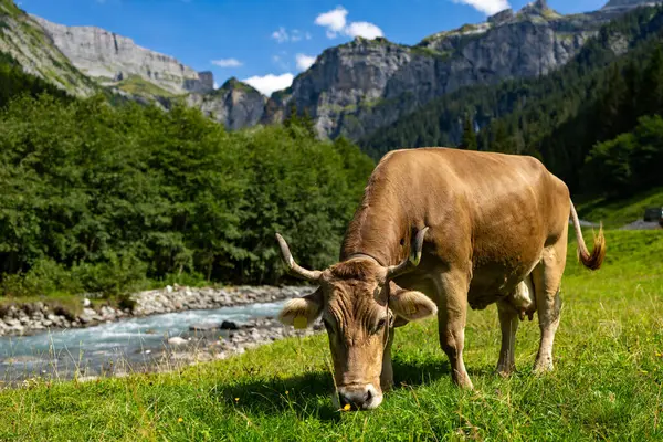 Çimenlikteki inek. İnek huzur içinde otluyor. Sığırlı yaz çayırı. Kırsalda inek otlatıyor. Kırsal yaşam ve çiftlik hayvanları. Süt ineğiyle otlak alan